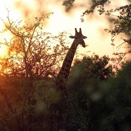 Mtomeni Safari Camp Hotel Phalaborwa Buitenkant foto