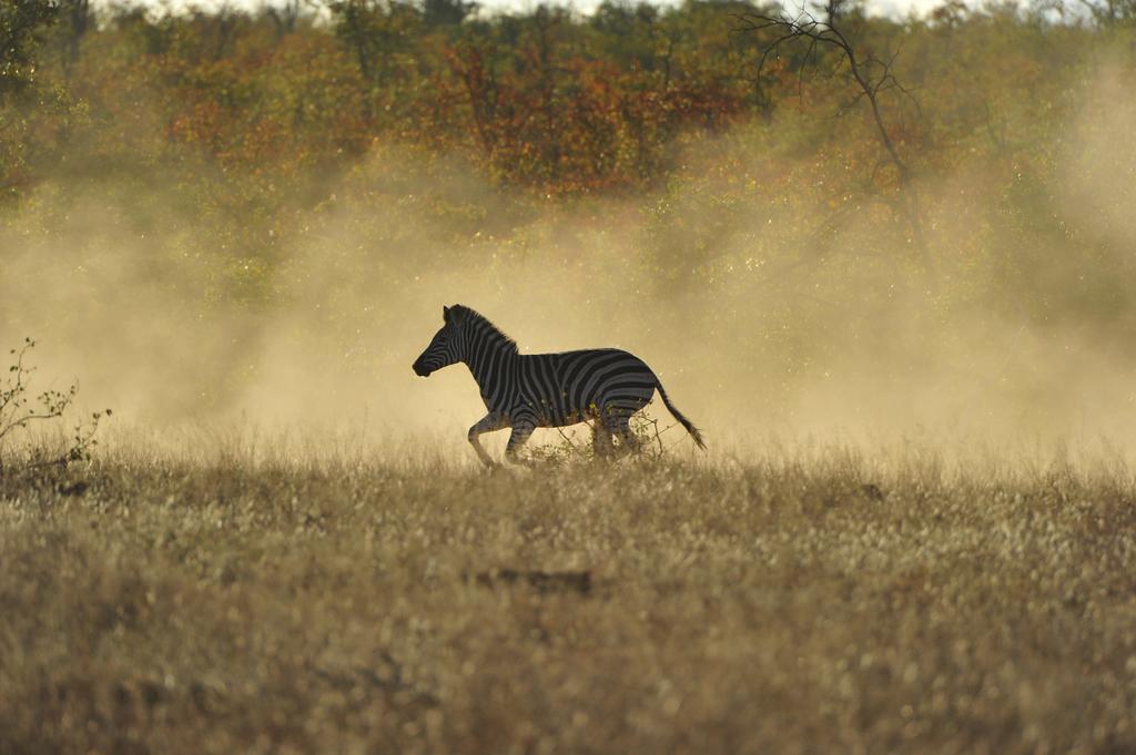 Mtomeni Safari Camp Hotel Phalaborwa Buitenkant foto