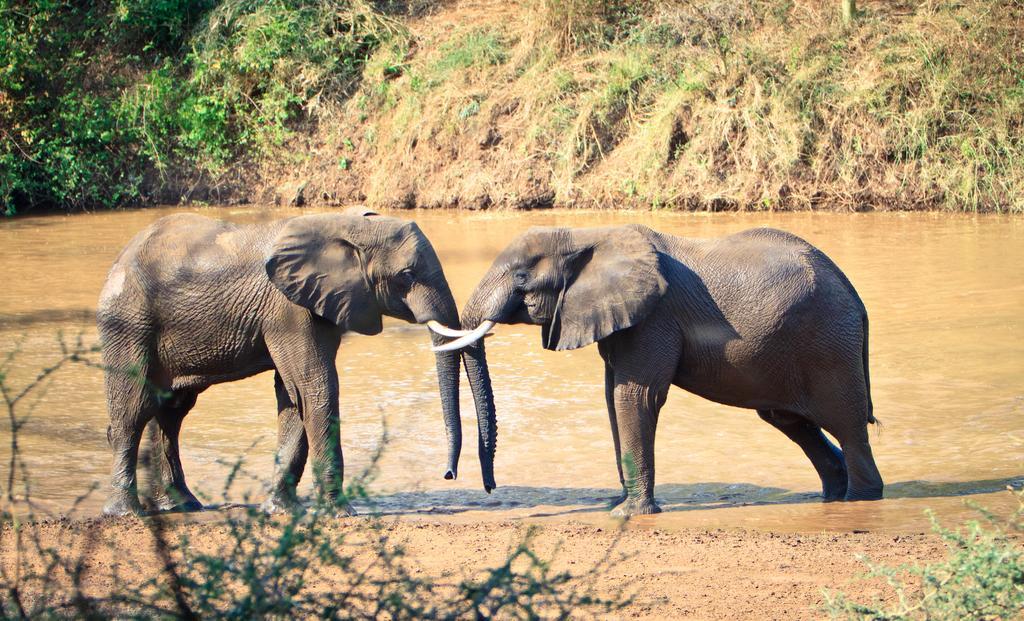 Mtomeni Safari Camp Hotel Phalaborwa Buitenkant foto